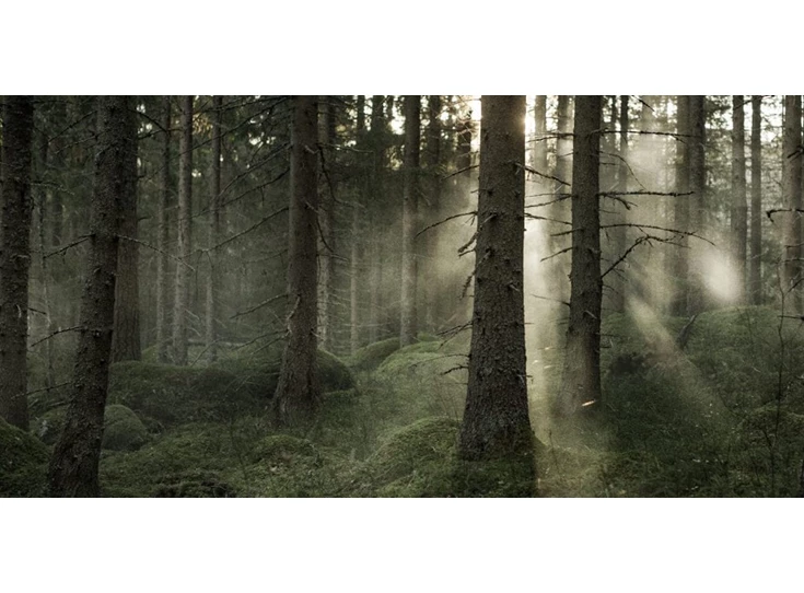 Skandinavisk-Candle-65gr-20u-Skog-Forest